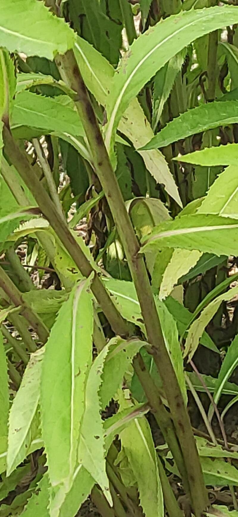 Vernonia arkansana bark