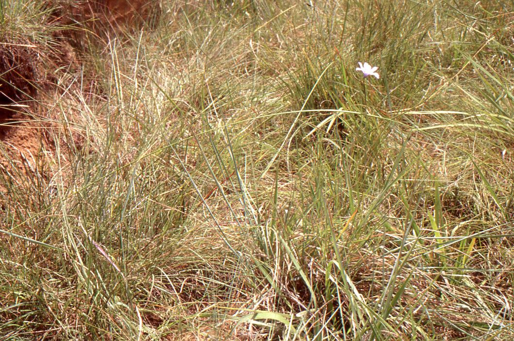 Moraea natalensis habit