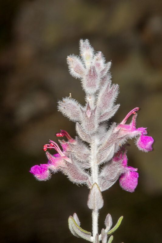 Teucrium marum bark