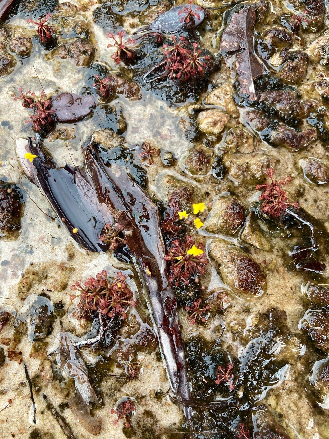 Drosera amazonica habit