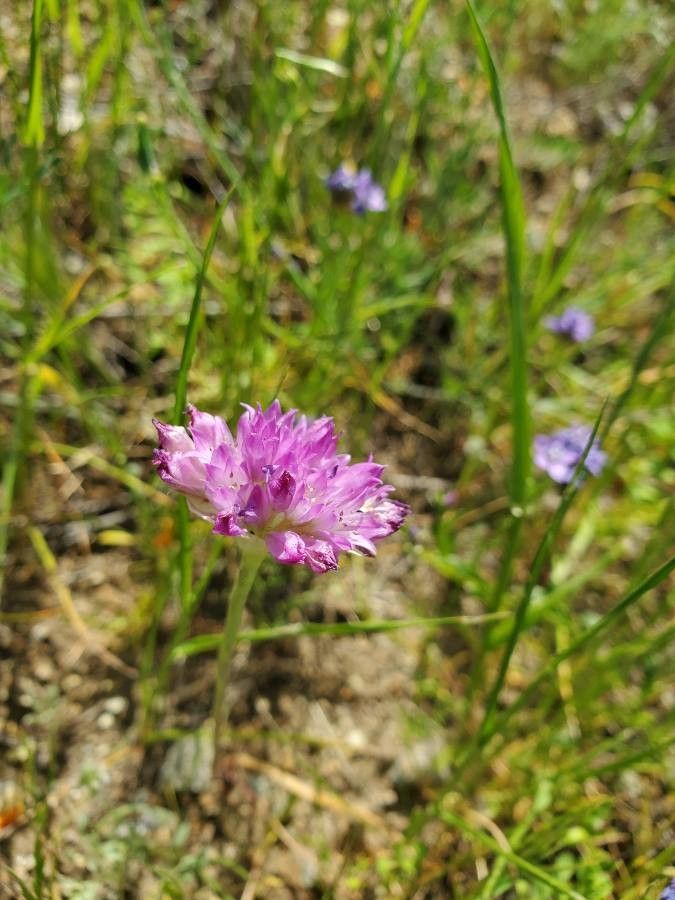 Allium serra — search result for 'Allium'