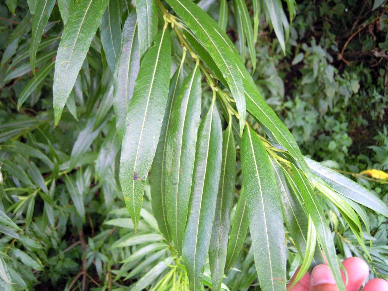 Salix × mollissima leaf
