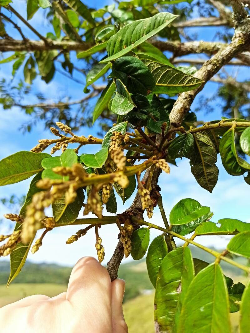 Cabralea canjerana leaf