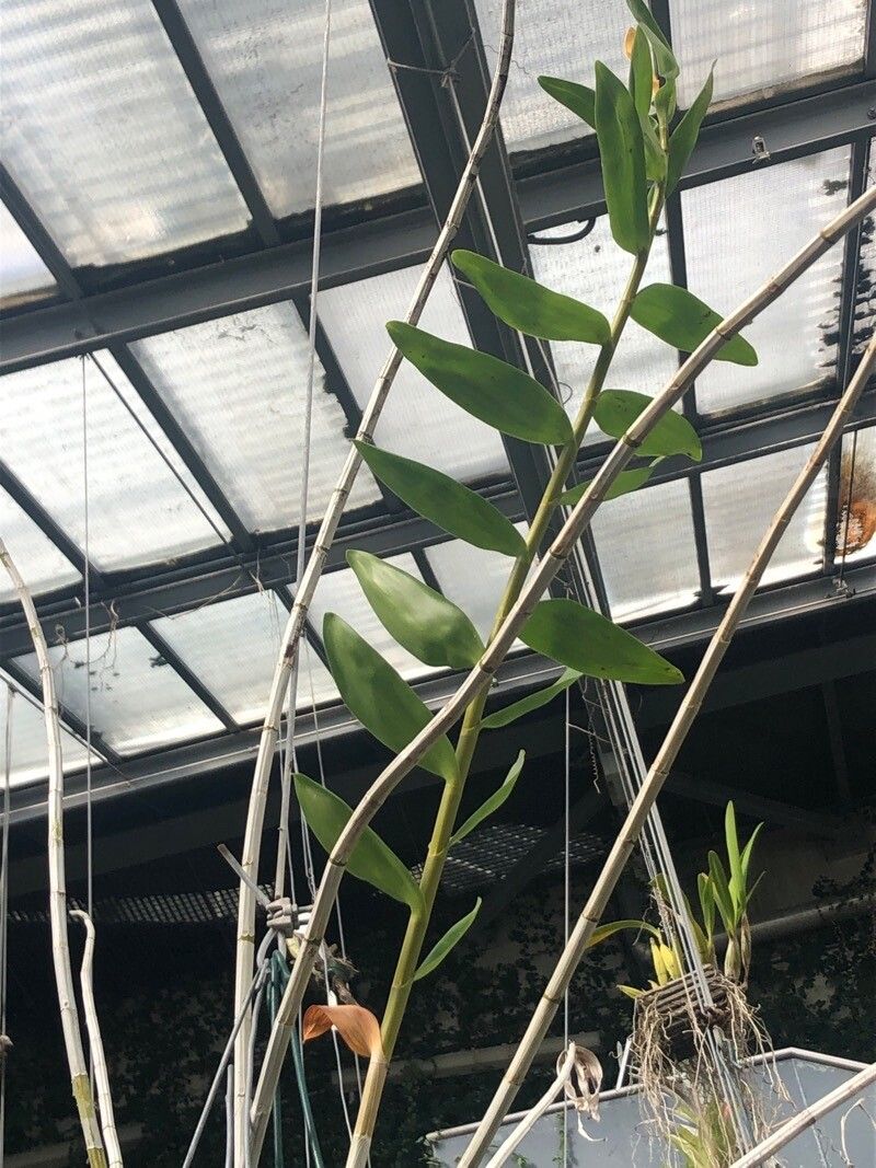 Dendrobium fimbriatum — houseplant care guide