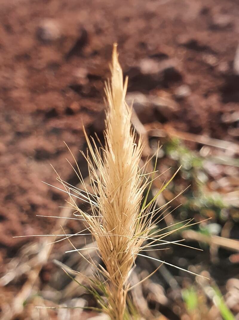 Aristida adoensis fruit