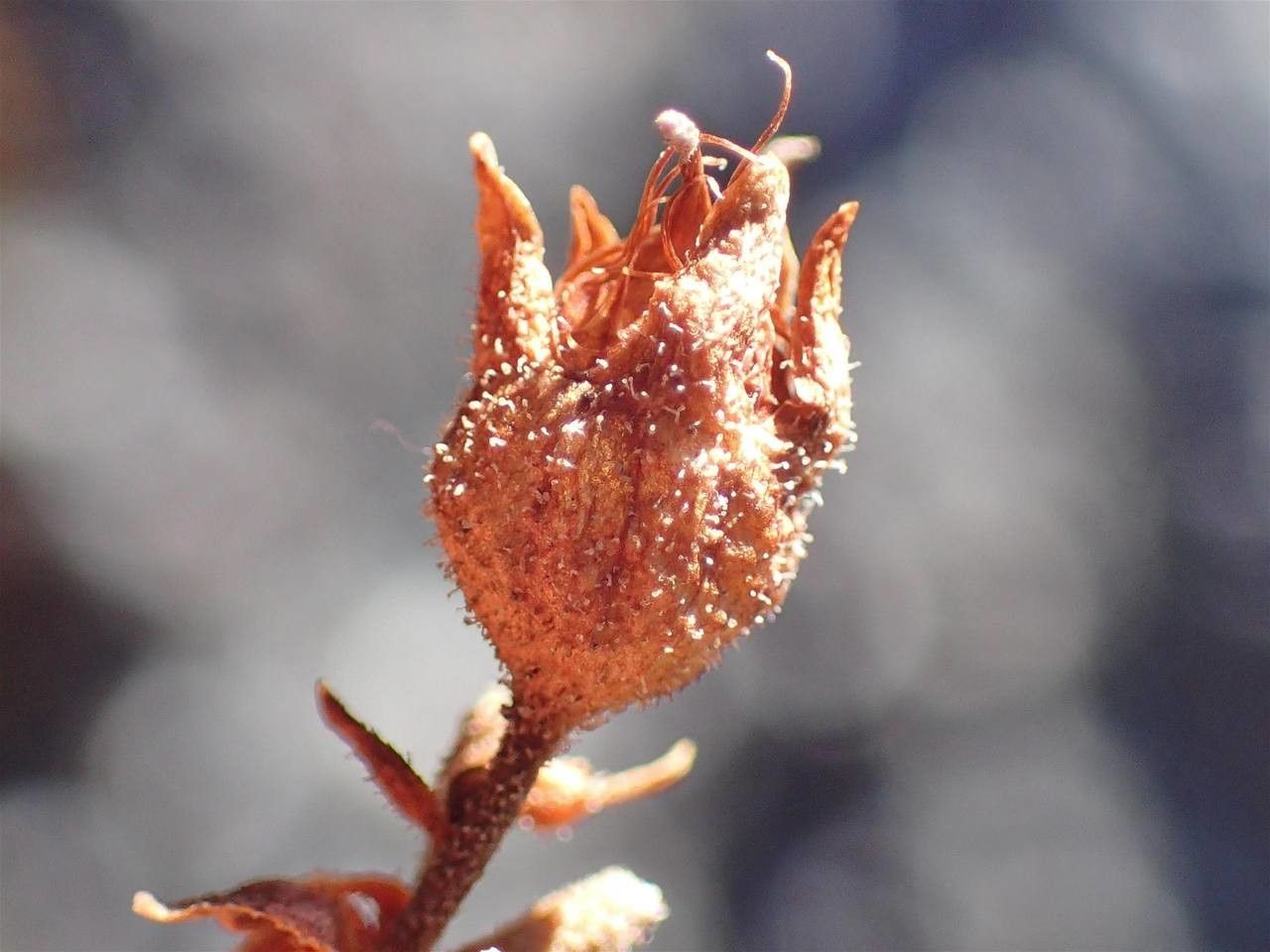 Saxifraga aquatica fruit