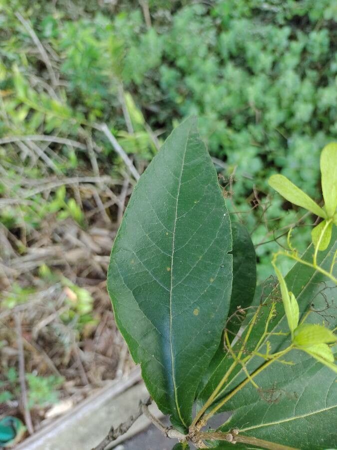 Cordia incognita leaf