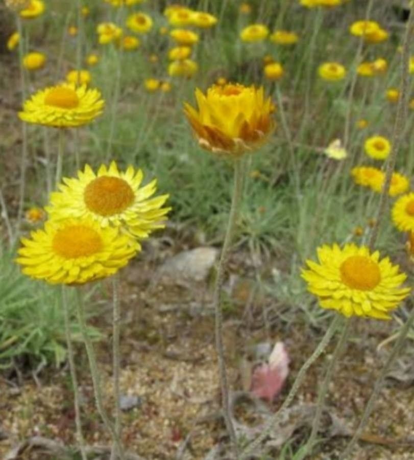 Leucochrysum albicans — search result for 'Helichrysum'