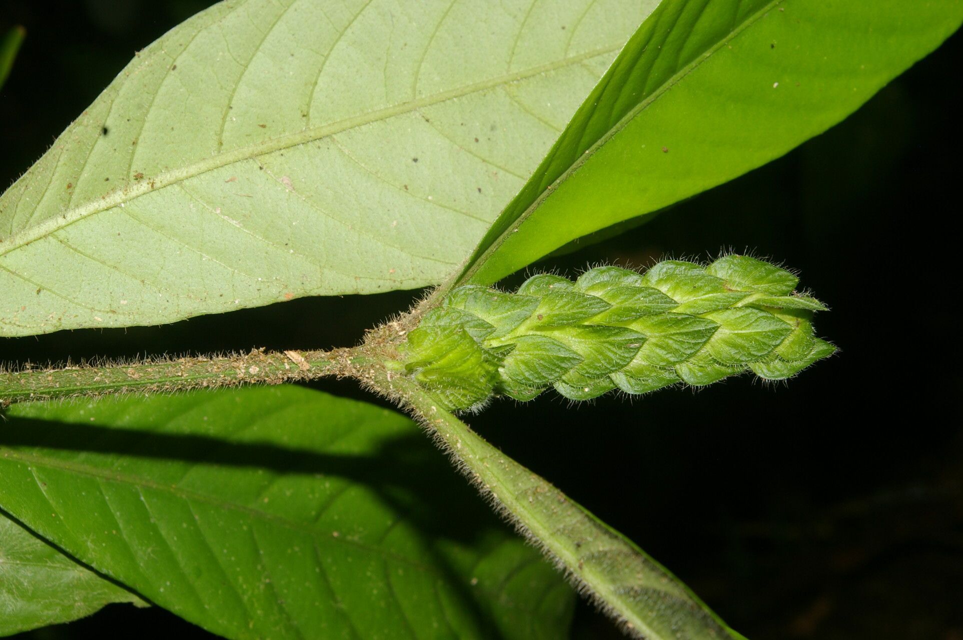 Justicia refractifolia — houseplant care guide