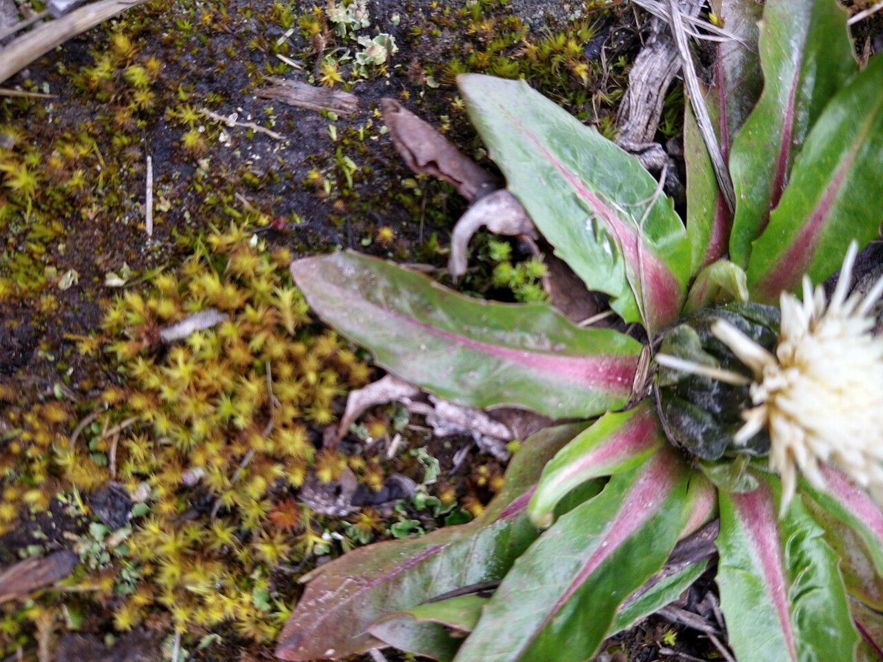 Hypochaeris sessiliflora leaf