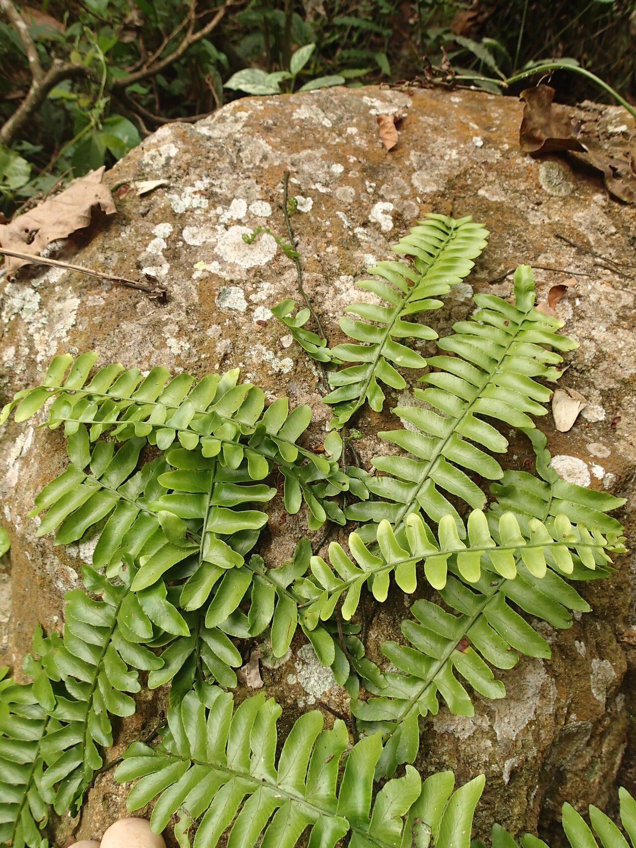Arthropteris palisotii habit
