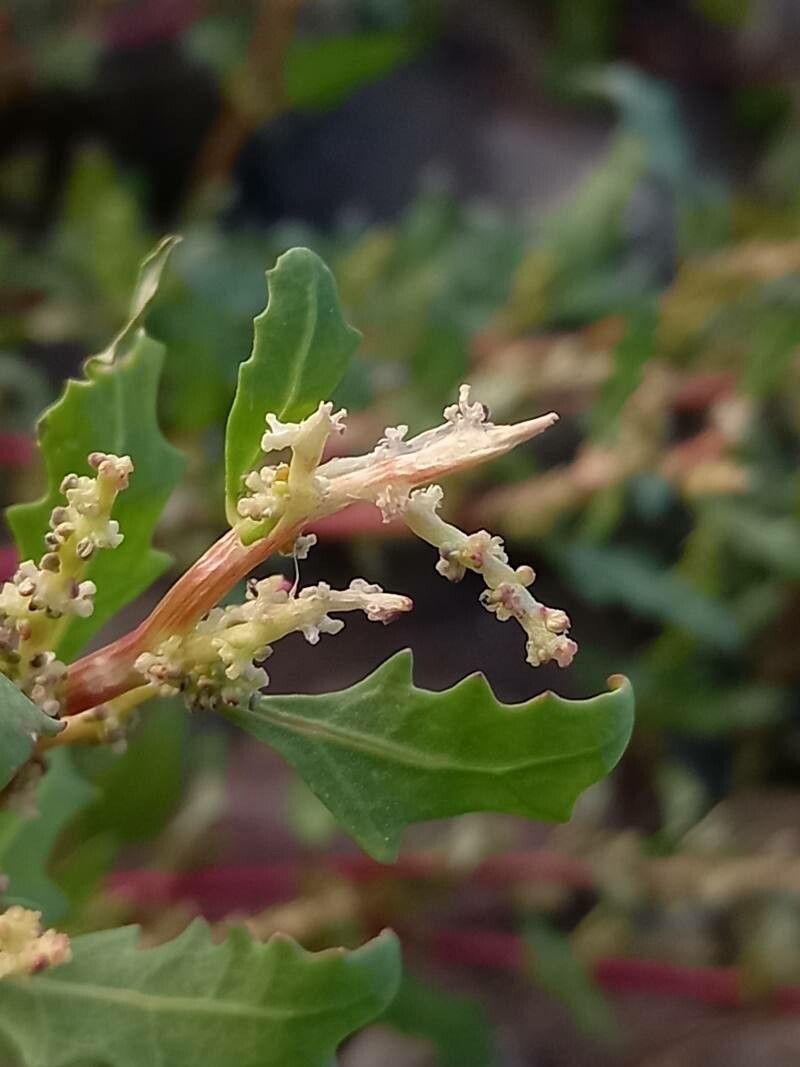 Oxybasis glauca flower