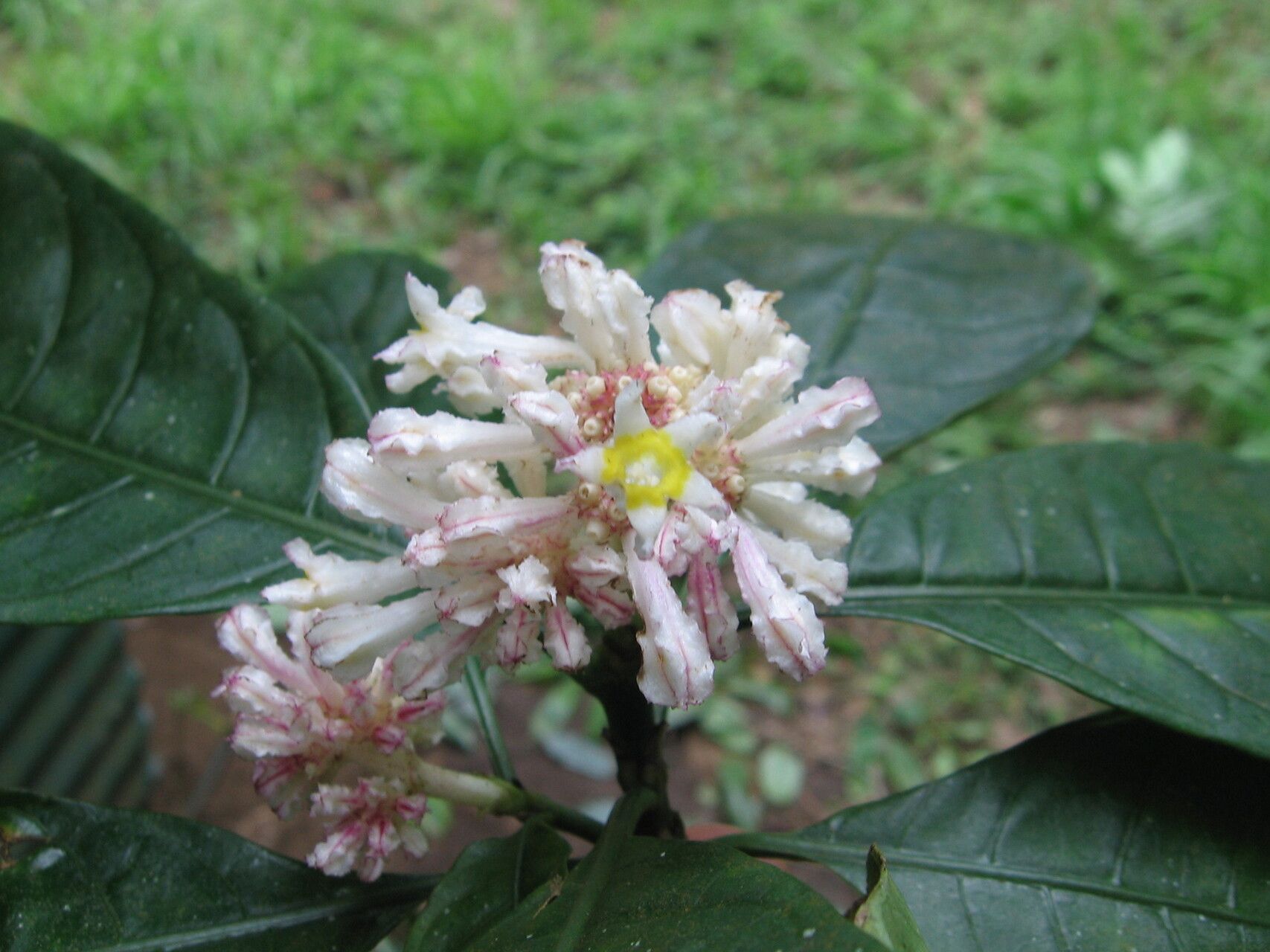 Chassalia discolor — houseplant care guide