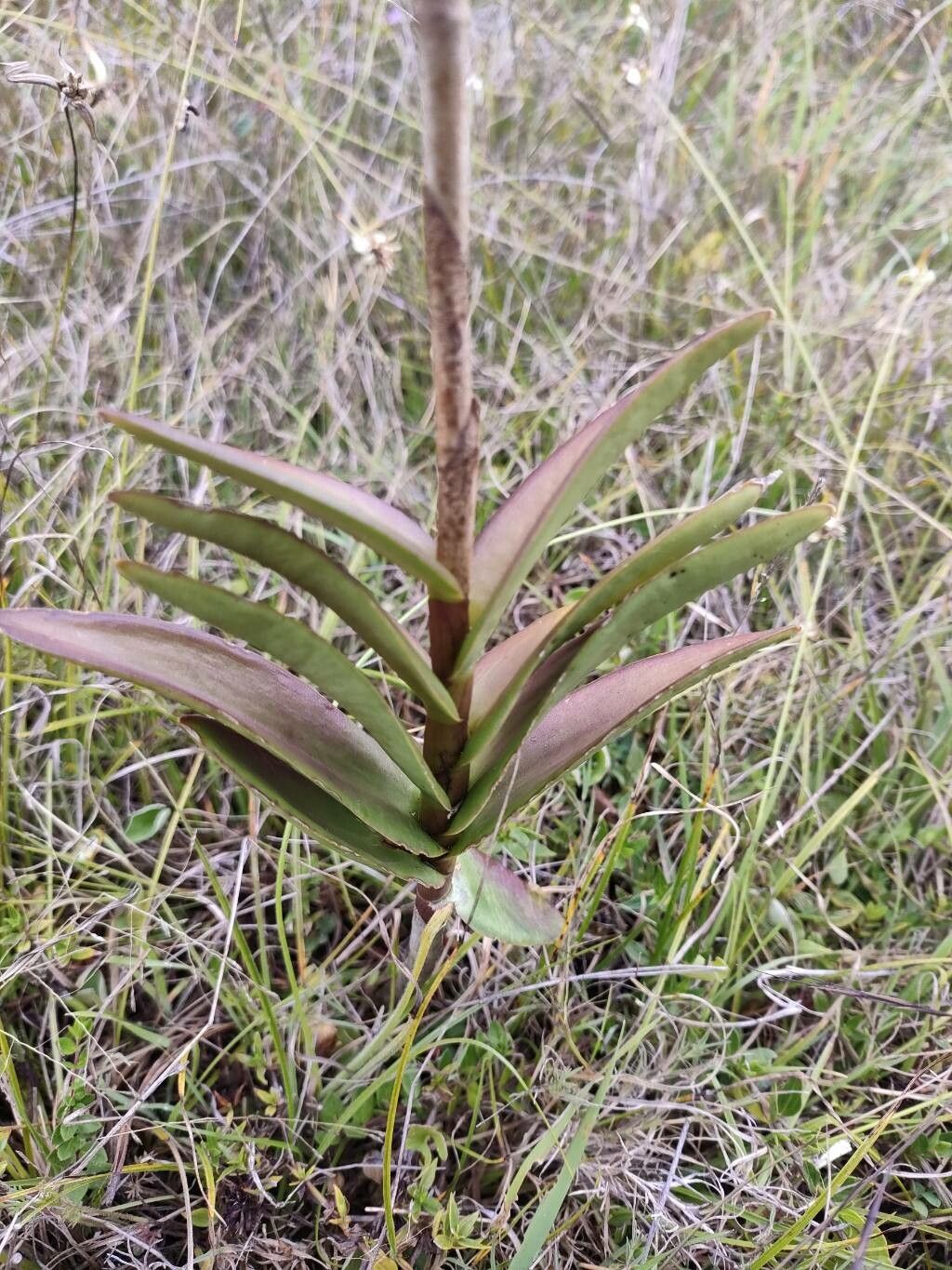 Epidendrum arachnoglossum leaf
