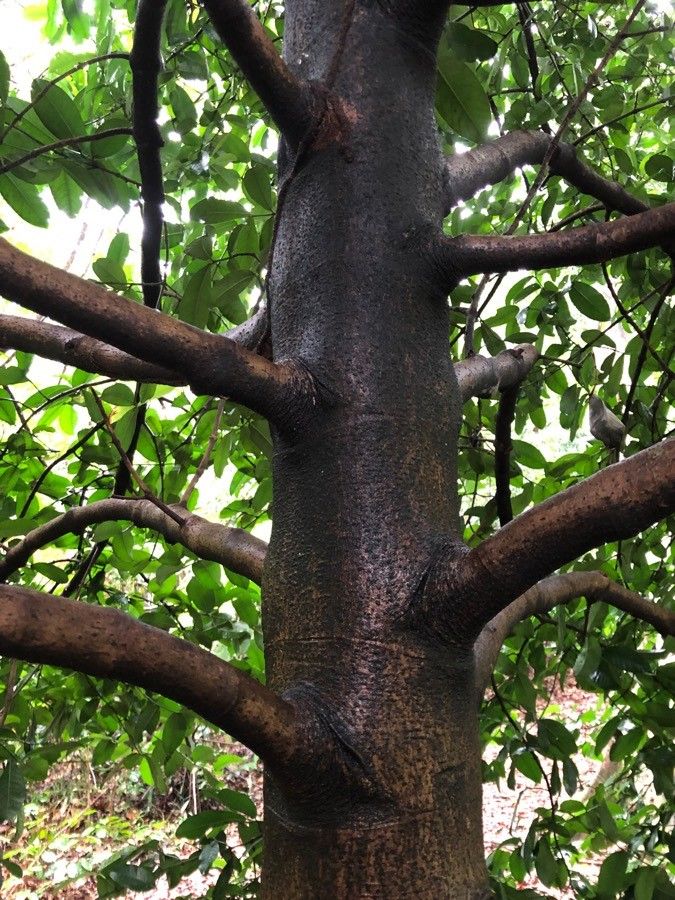 Garcinia prainiana bark