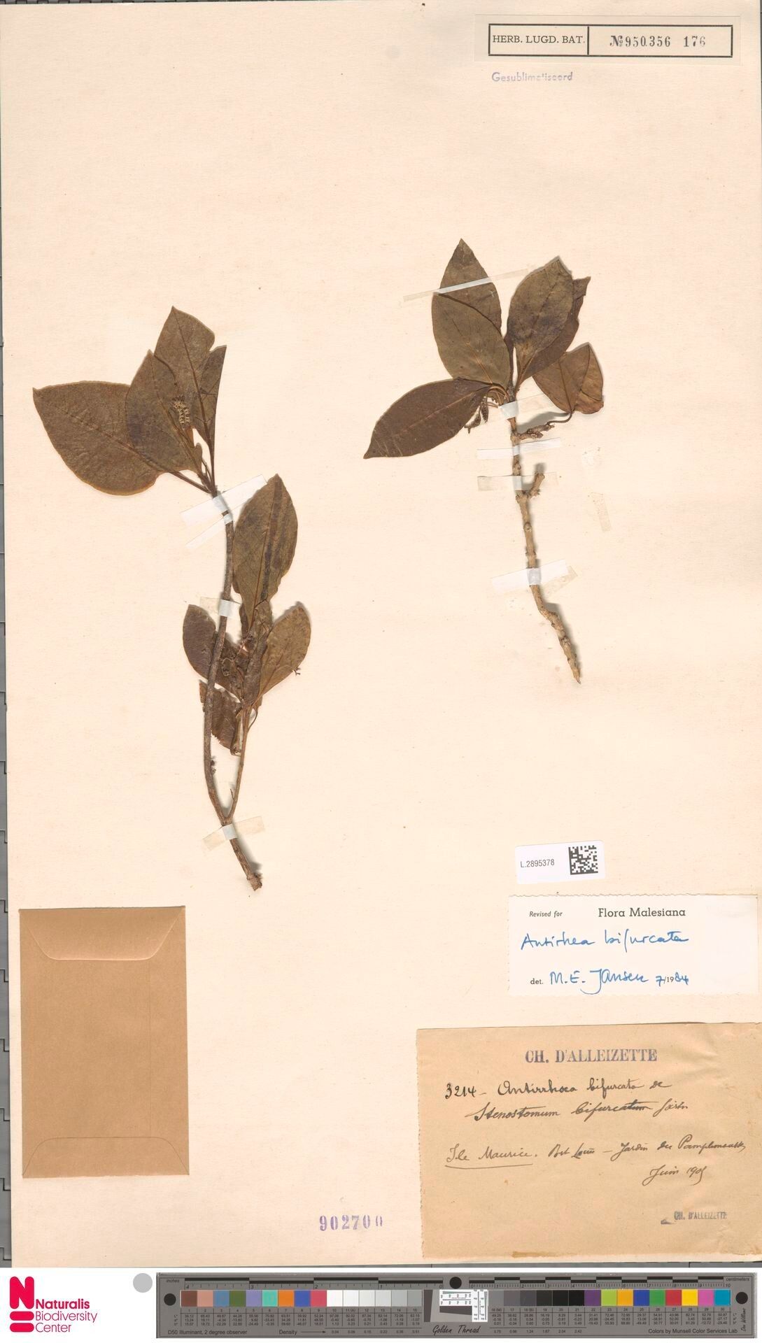 Antirhea bifurcata — related species from the same genus