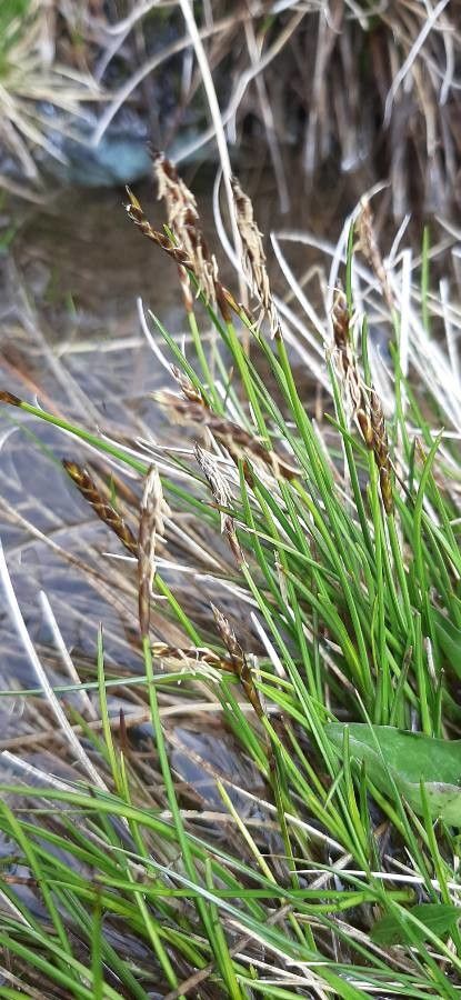 Carex davalliana flower