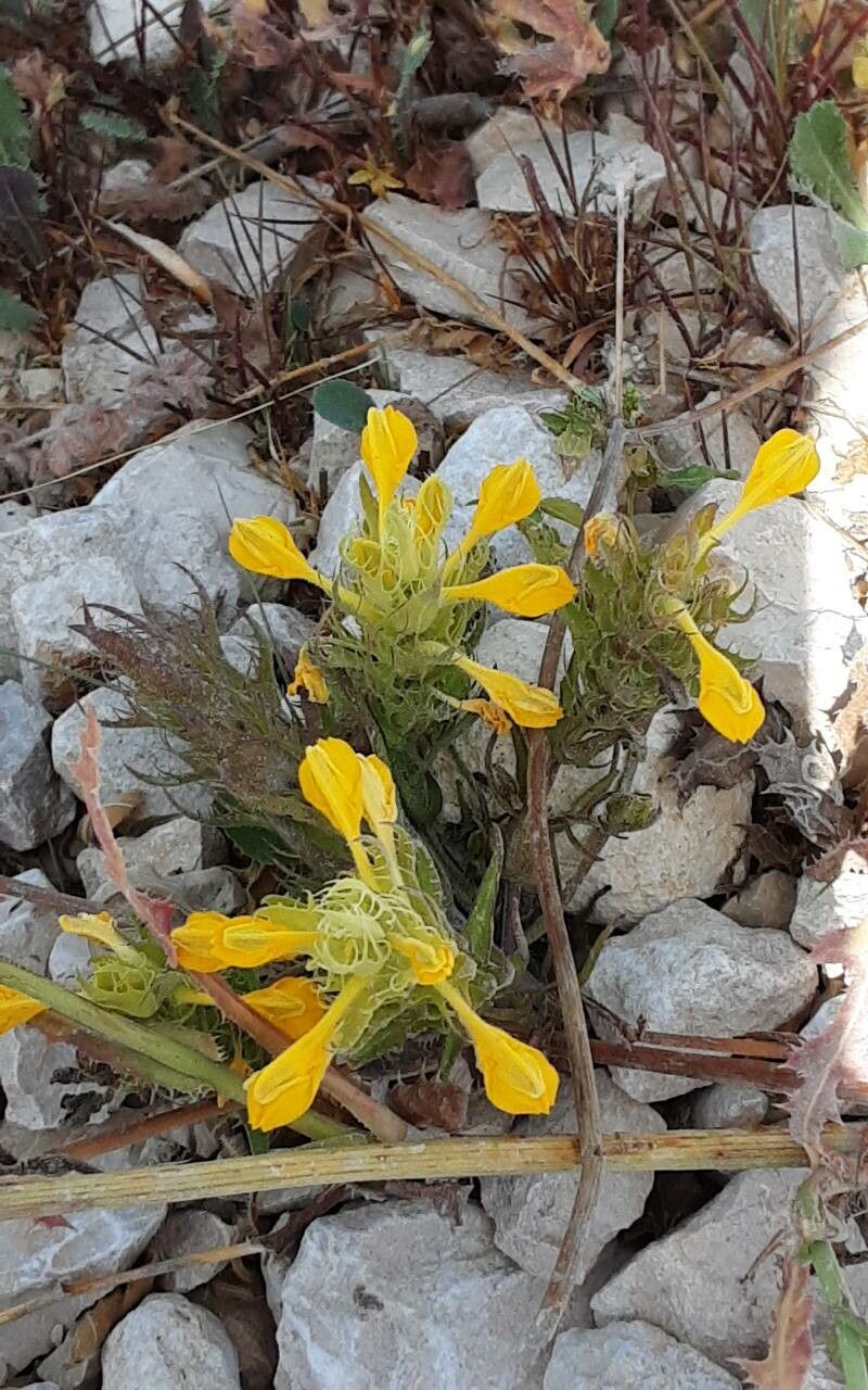 Melampyrum barbatum flower