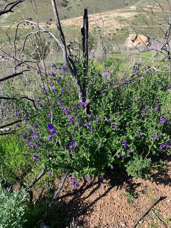 Solanum parishii — search result for 'Solanum'