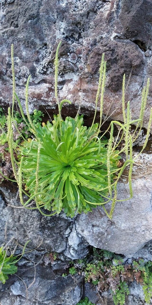 Plantago macrorhiza flower