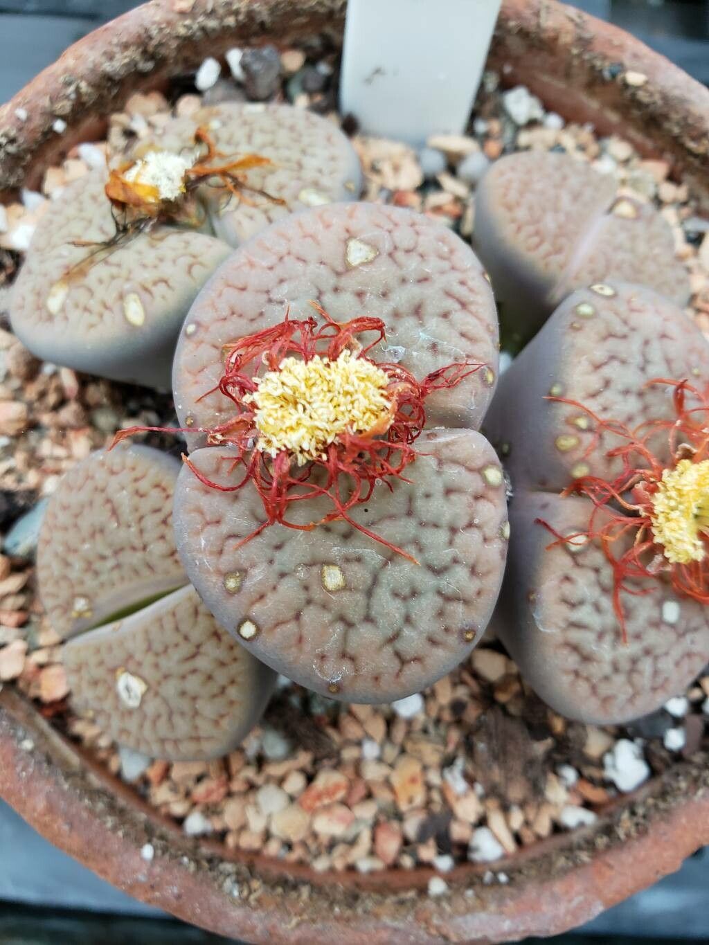 Lithops hookeri flower