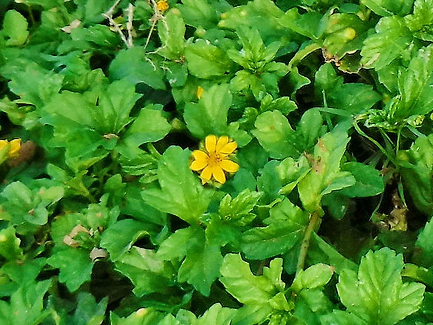 Sphagneticola gracilis — related species from the same genus