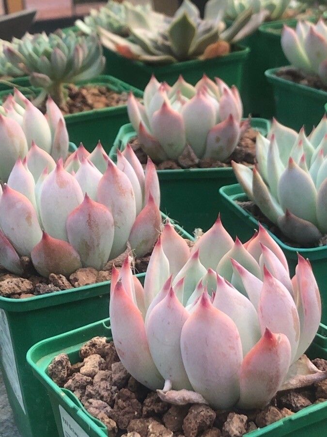 Echeveria colorata