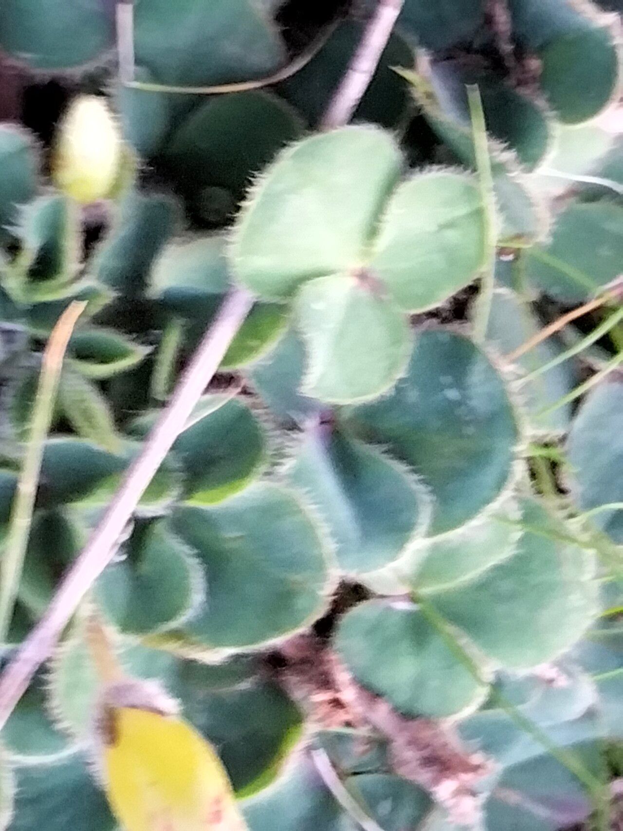Oxalis luteola leaf
