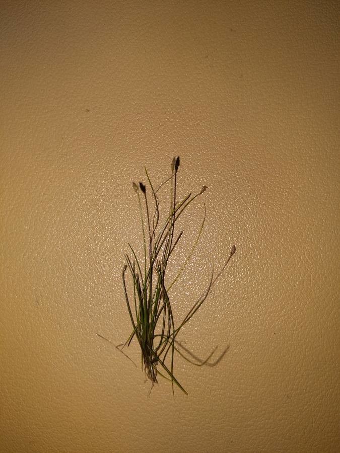Eleocharis acicularis flower