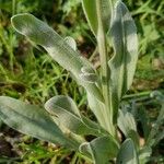 Cynoglossum officinale