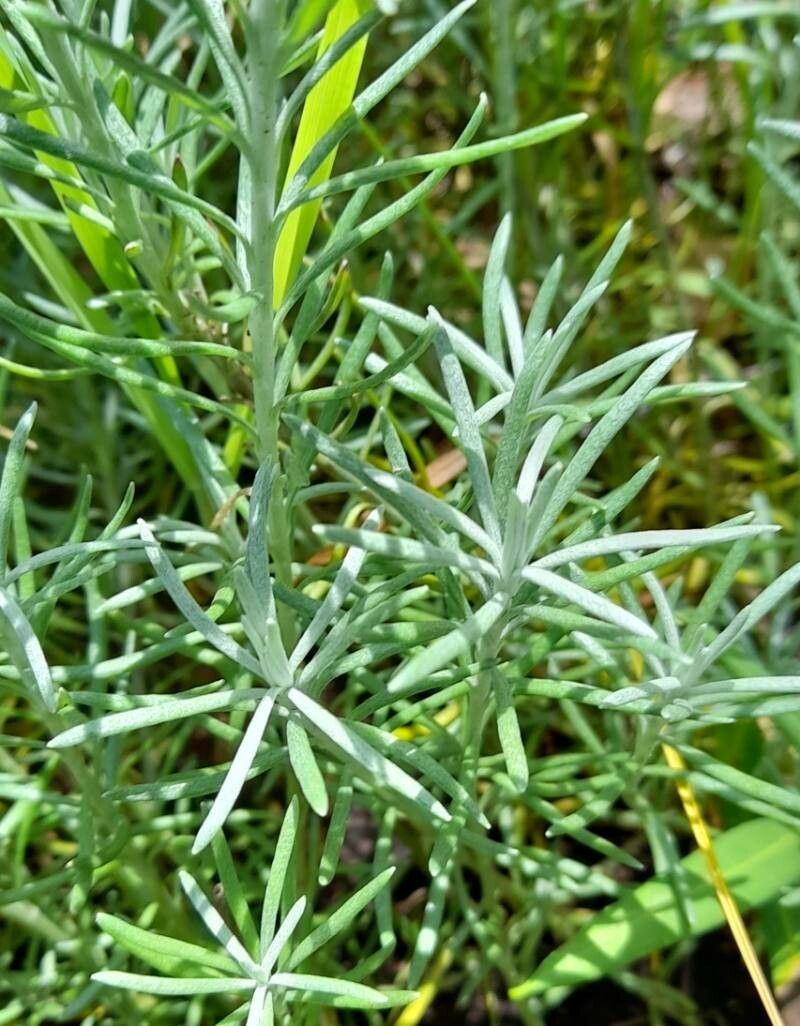 Senecio argenteus — houseplant care guide