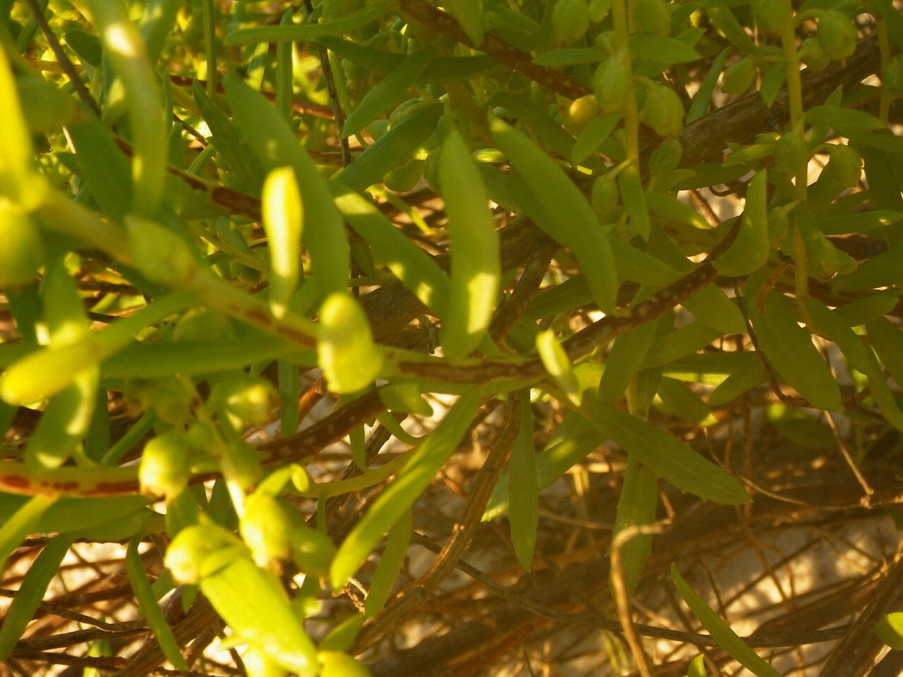 Iva imbricata — search result for 'Iva'