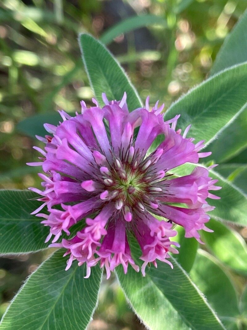 Trifolium sarosiense flower