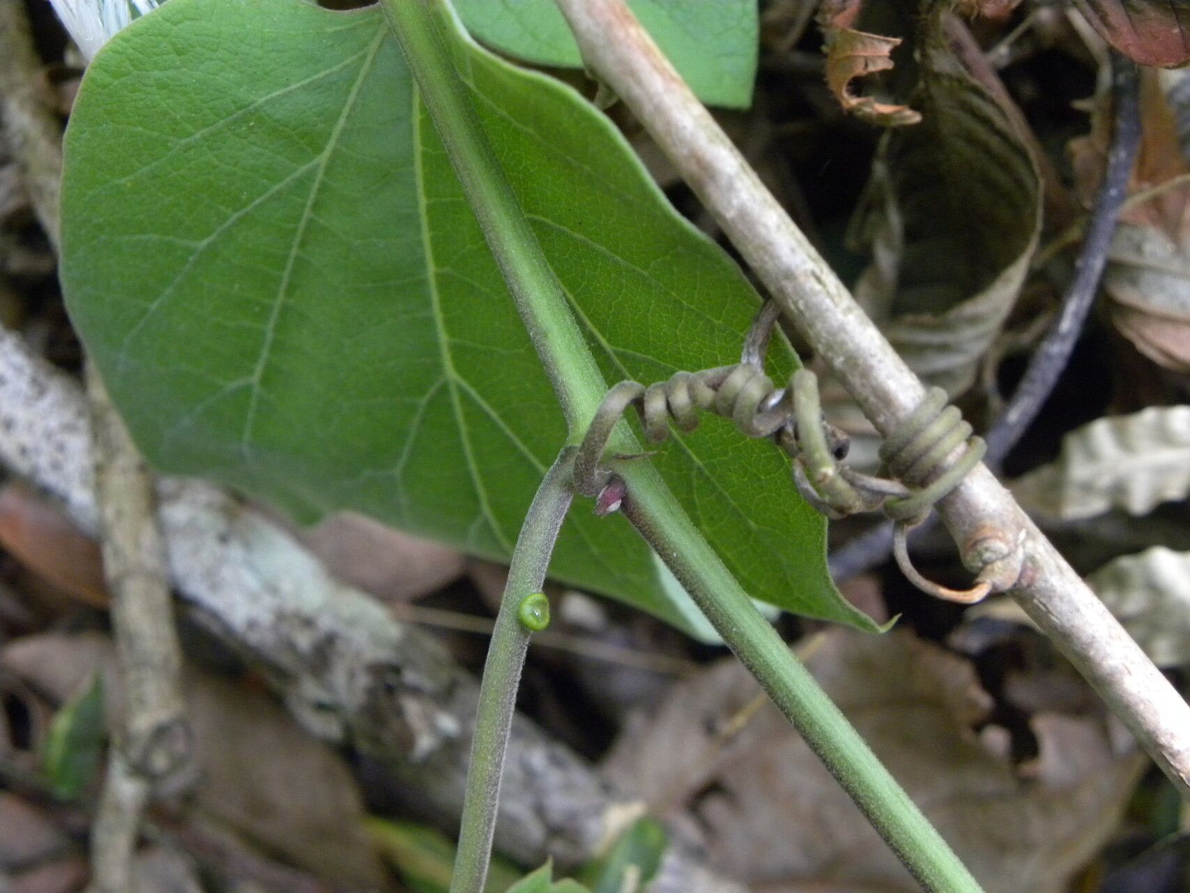 Passiflora holosericea leaf