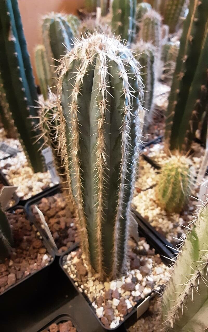 Pilosocereus alensis habit