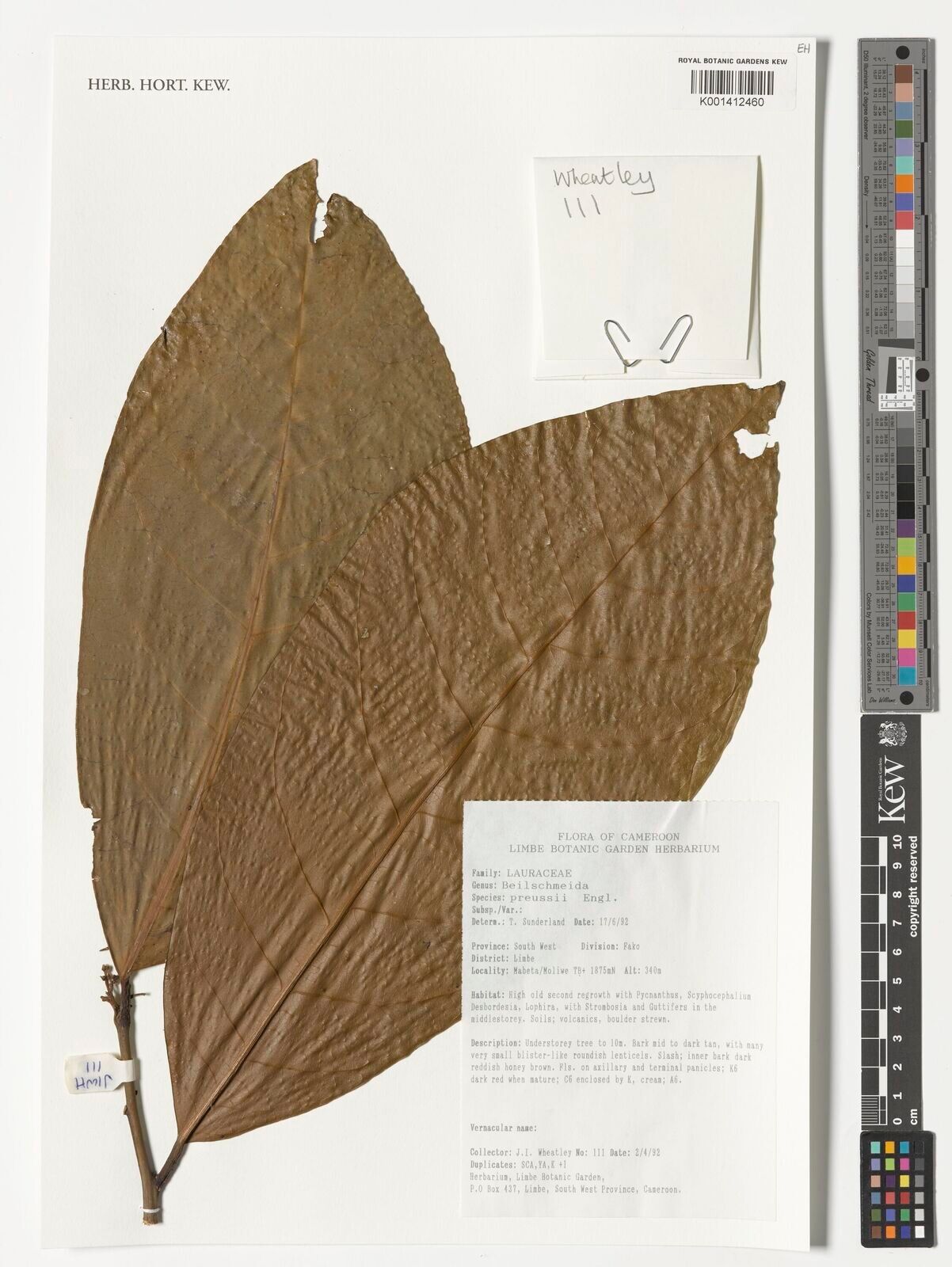 Beilschmiedia preussii — houseplant care guide