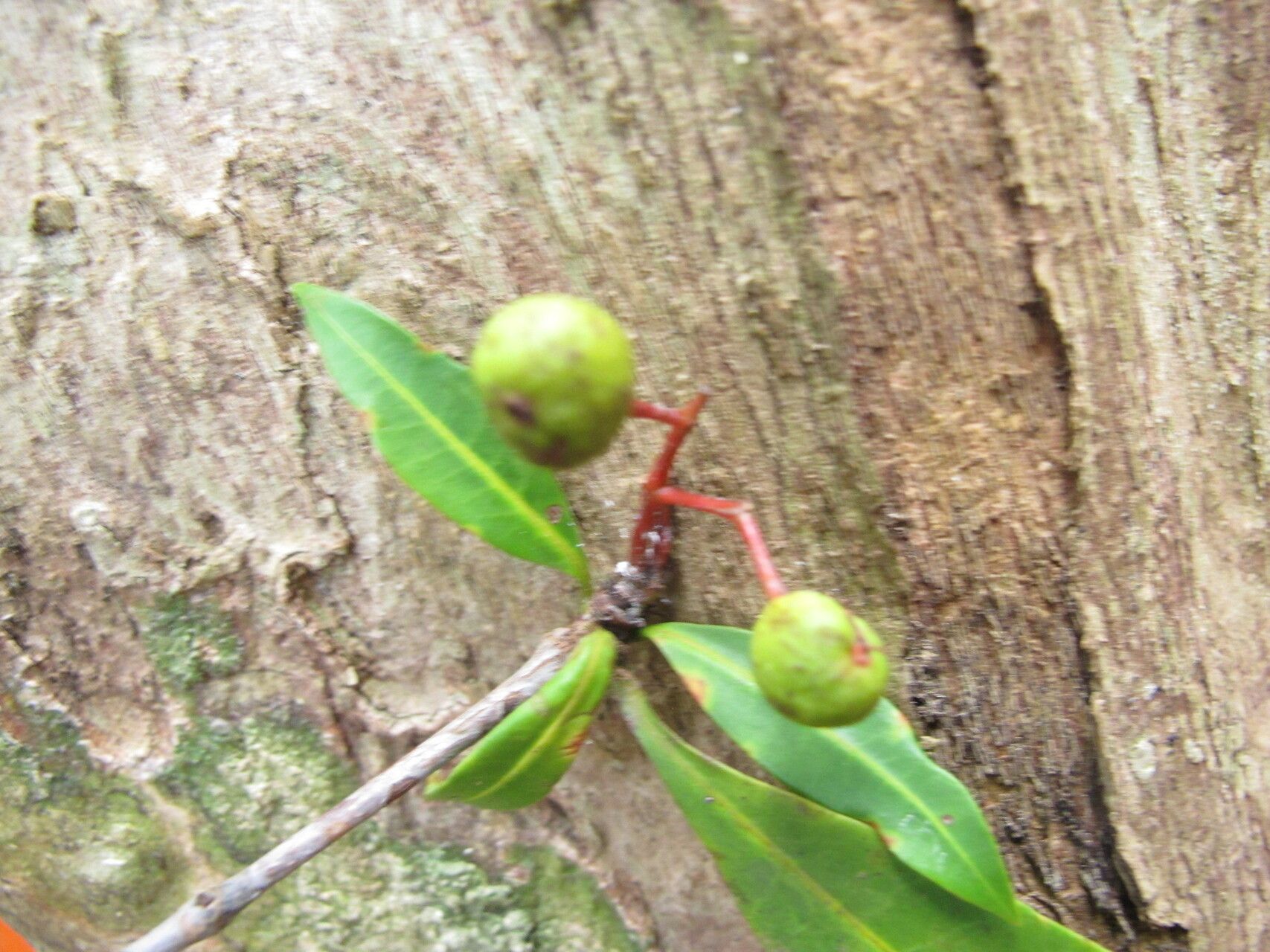 Ixora cremixora — houseplant care guide