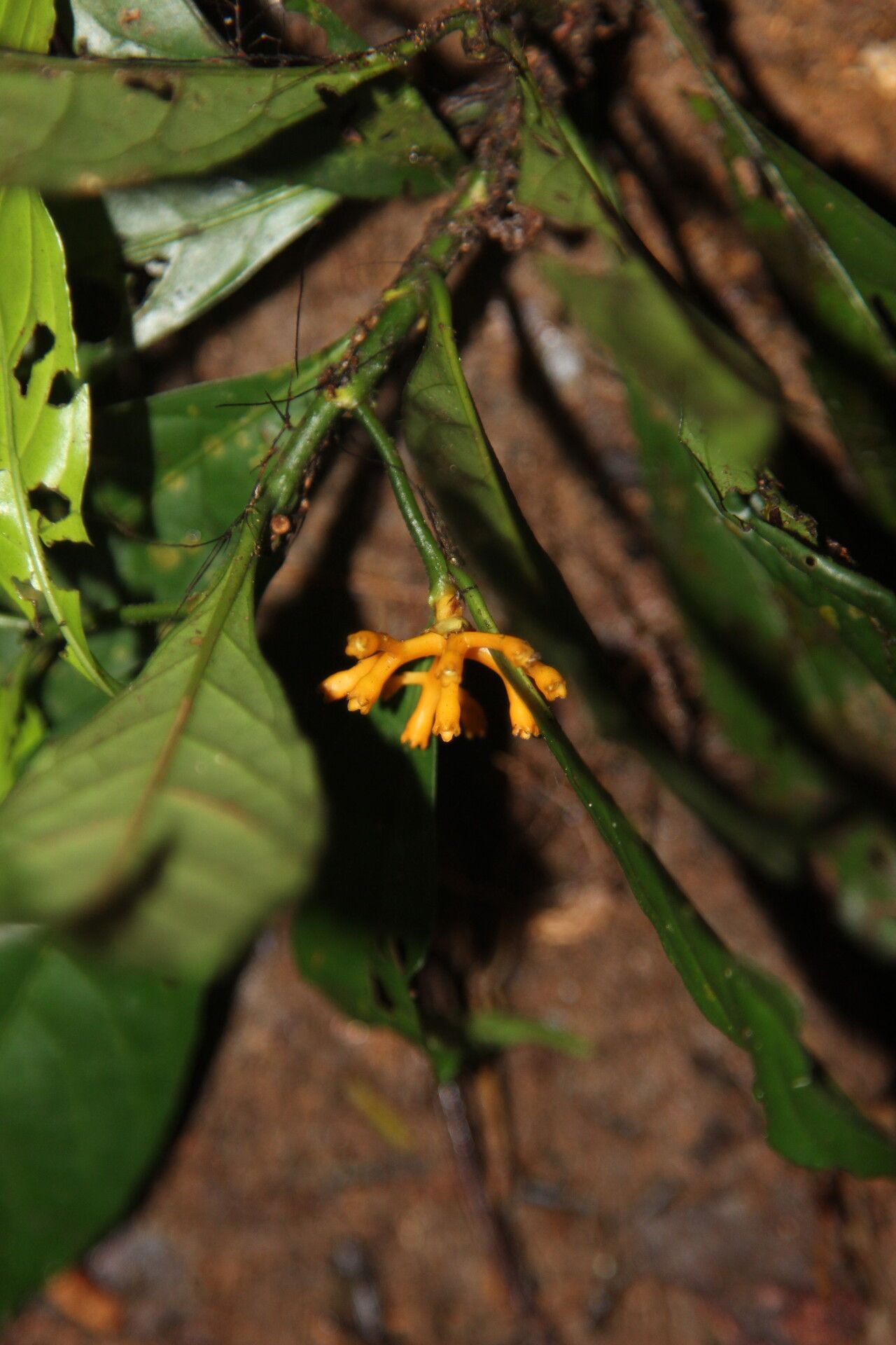 Pavetta suffruticosa flower