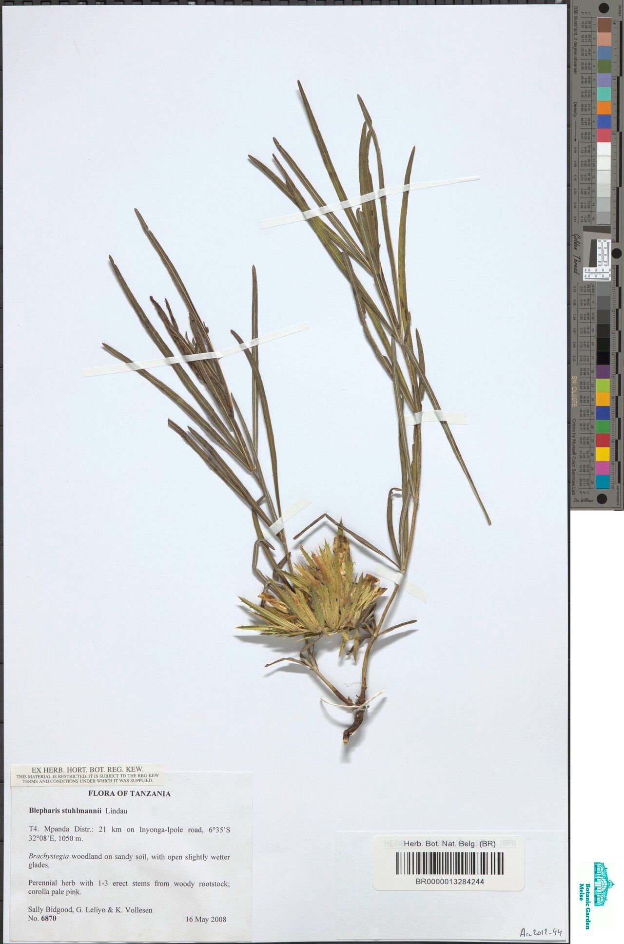 Blepharis stuhlmannii — houseplant care guide