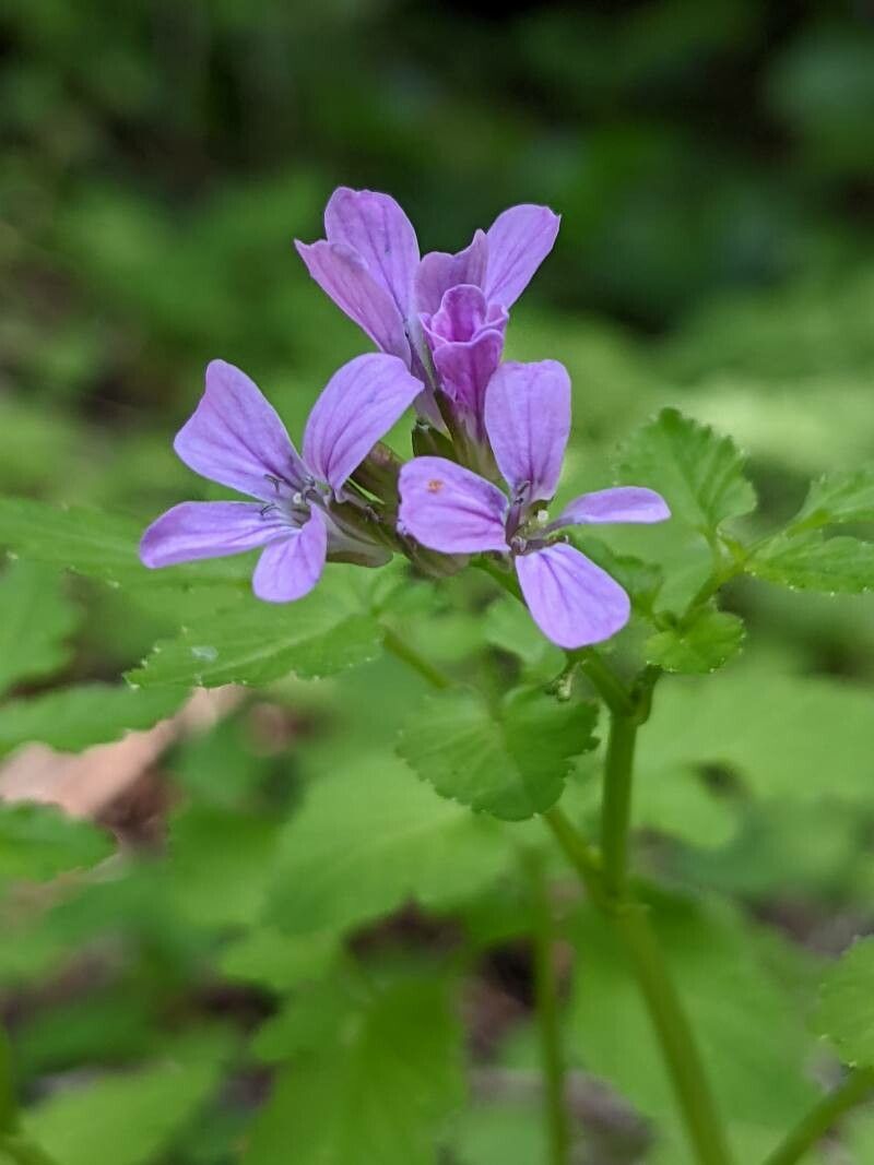 Cardamine chelidonia flower