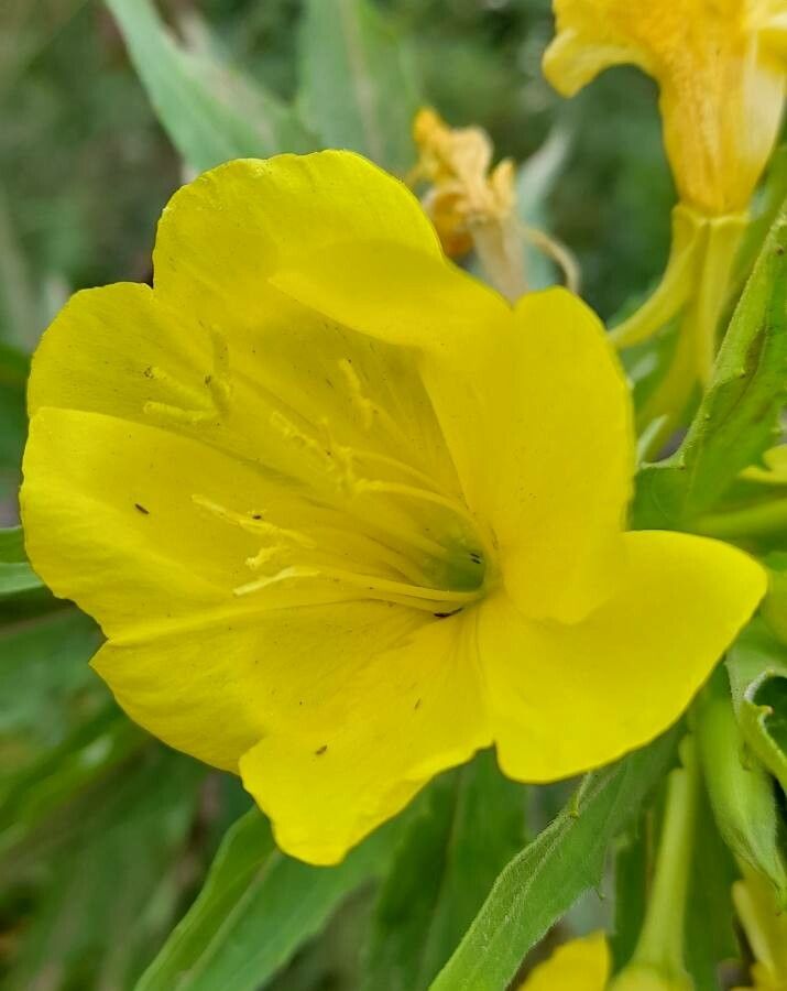 Oenothera scabra flower