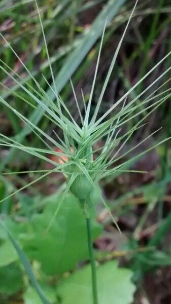 Aegilops geniculata flower