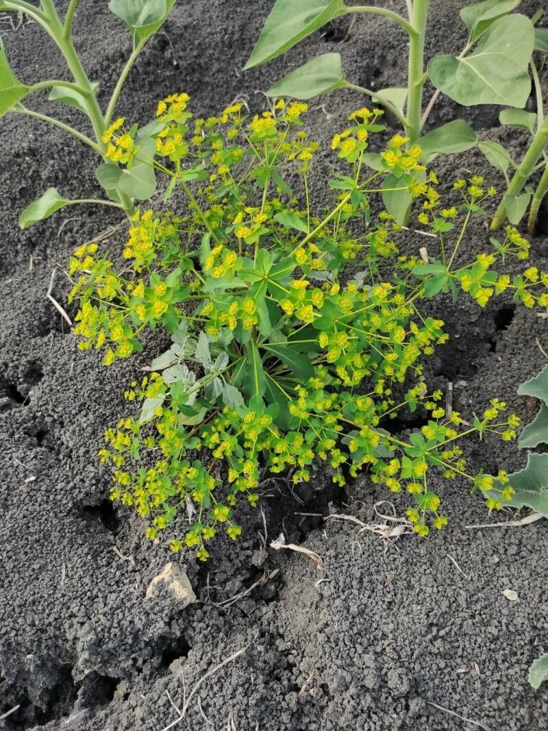 Euphorbia gaditana — houseplant care guide