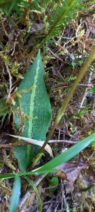 Cynorkis ridleyi — houseplant care guide