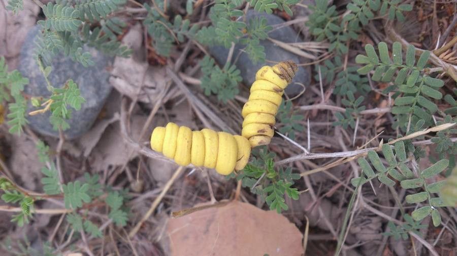 Prosopis strombulifera fruit