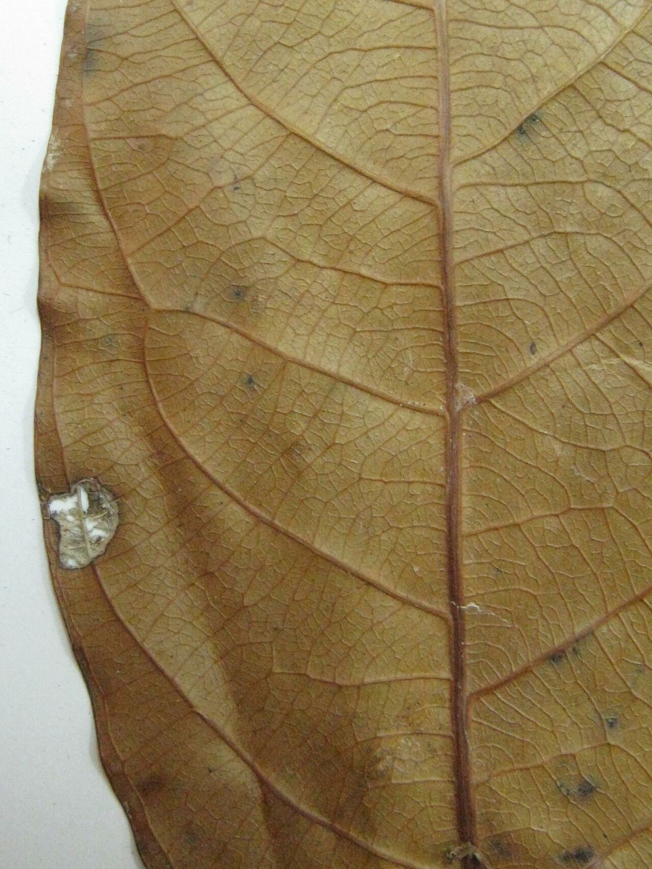 Rinorea paniculata other