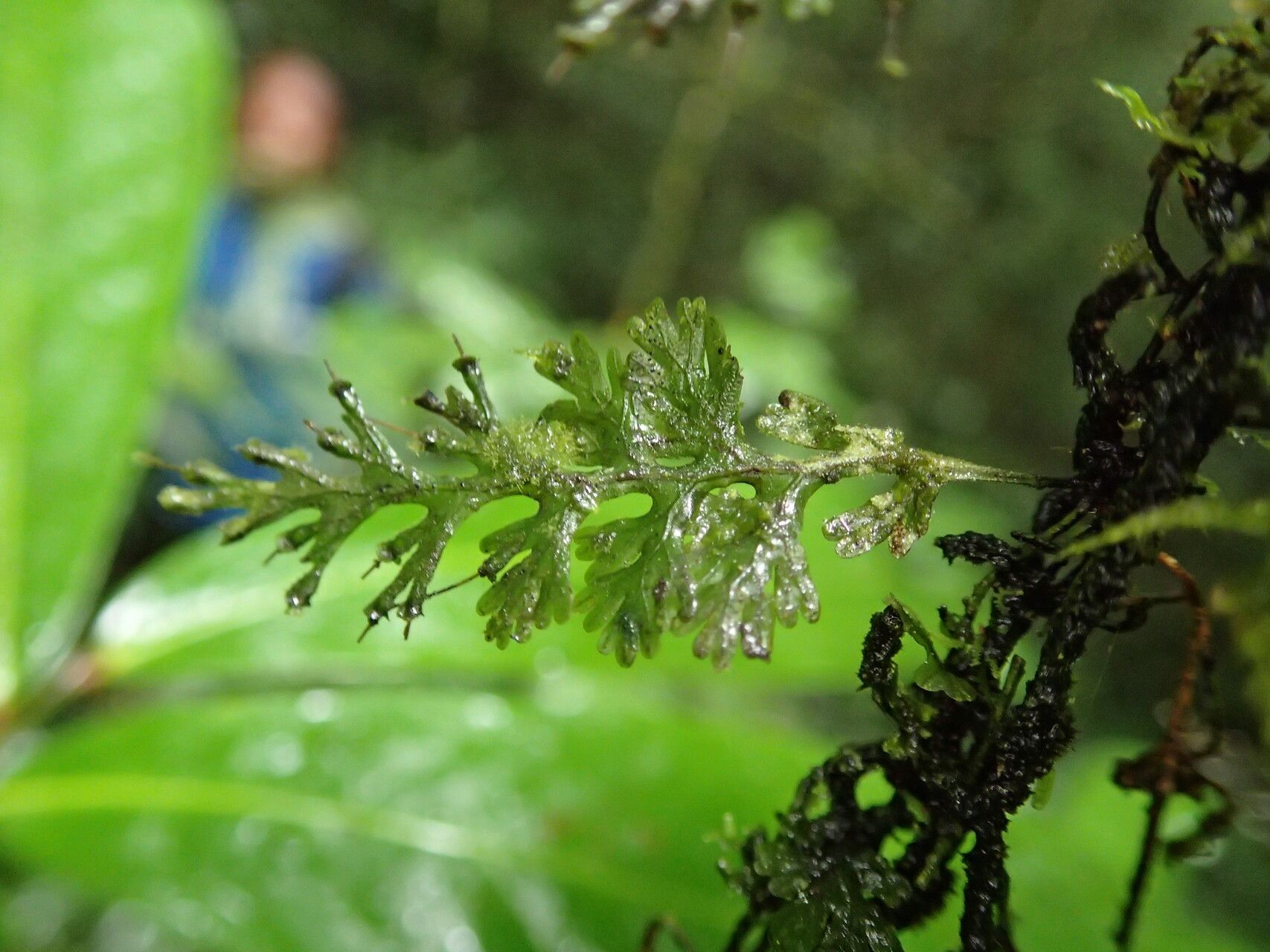 Trichomanes africanum — related species from the same genus
