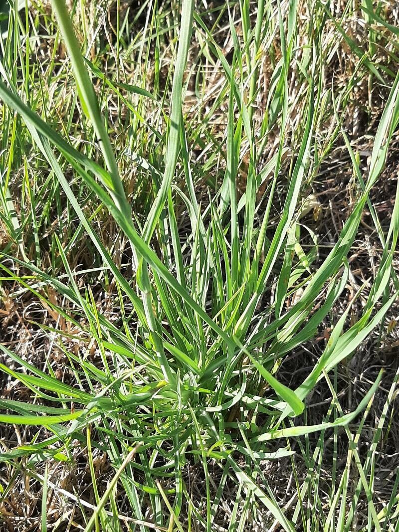 Geropogon hybridus — houseplant care guide