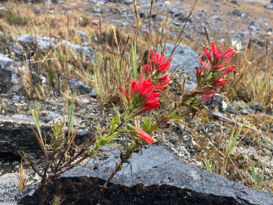Castilleja fissifolia habit