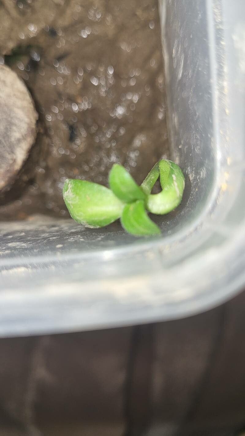 Dendrophorbium peregrinum bark